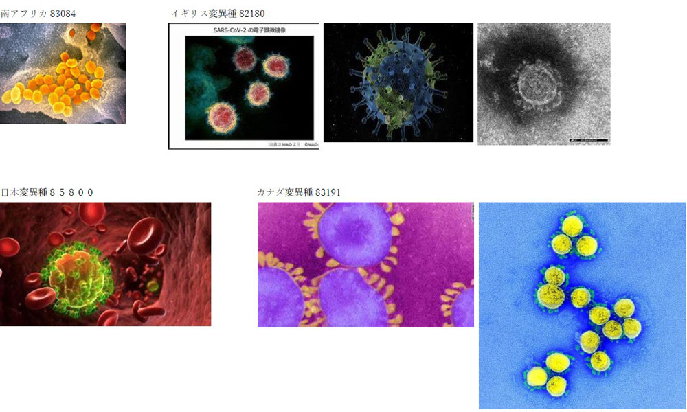コロナウイルス写真画像　変異腫４種（2021年1月6日更新）